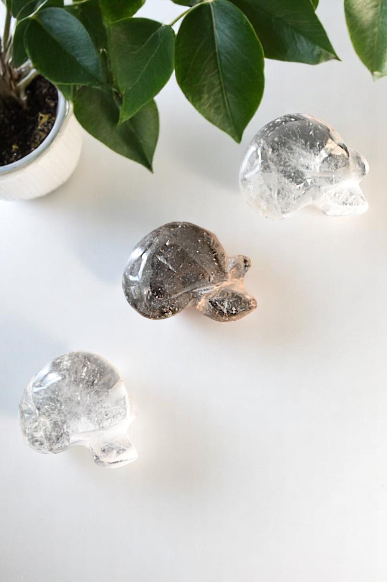 Brazil Mini Skull