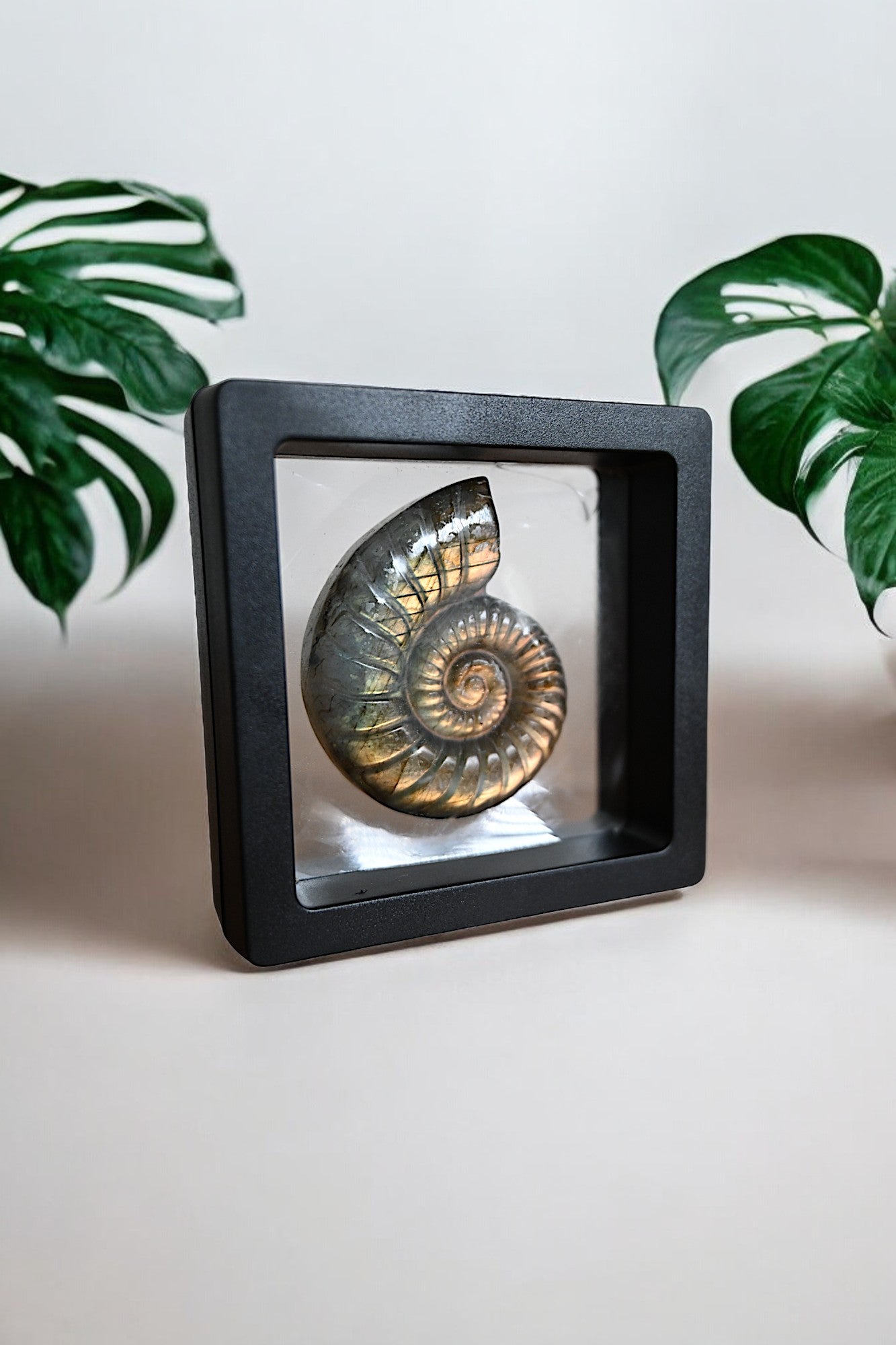 Ammonite Replica in Labradorite