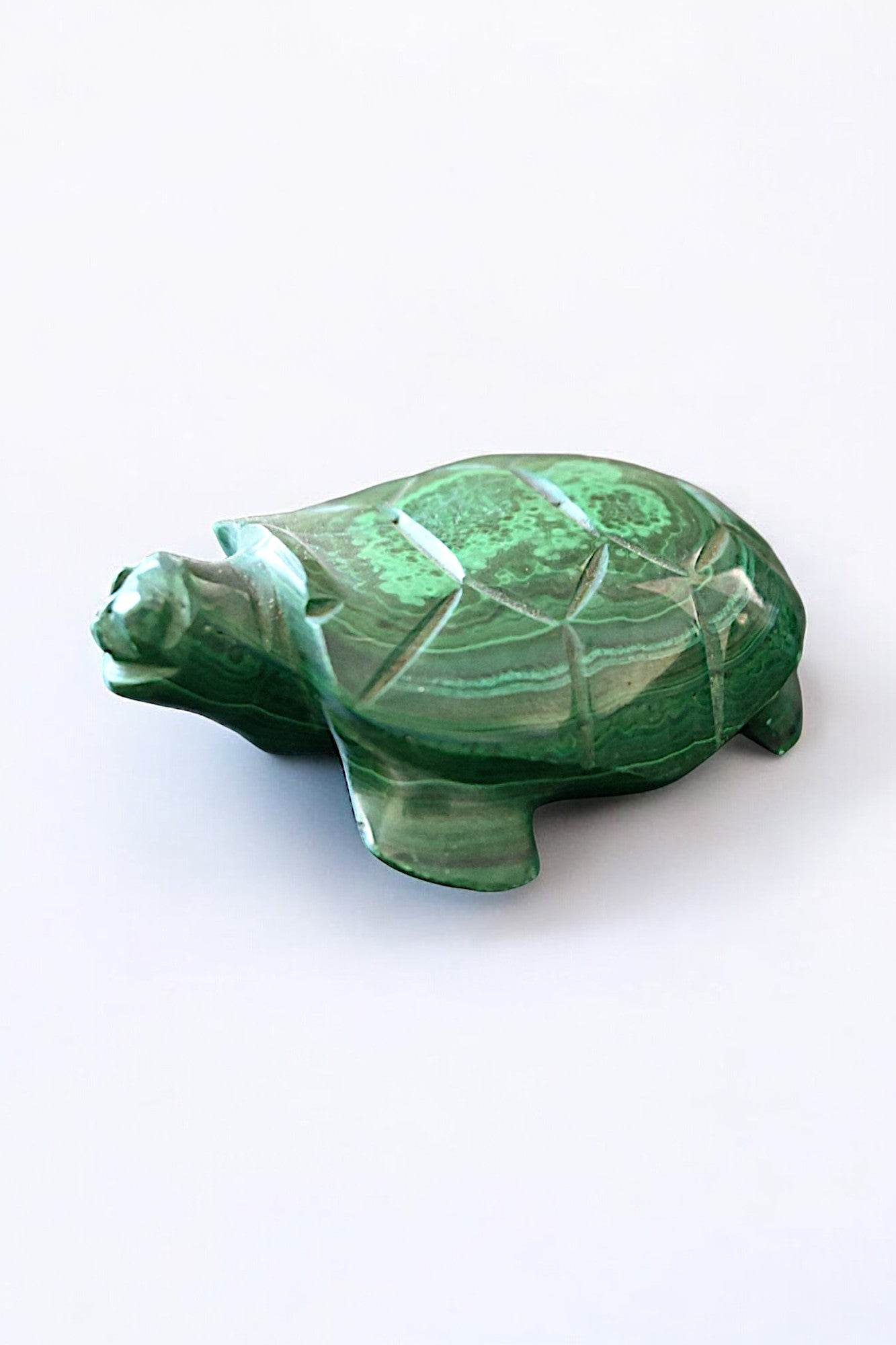 Malachite Turtle