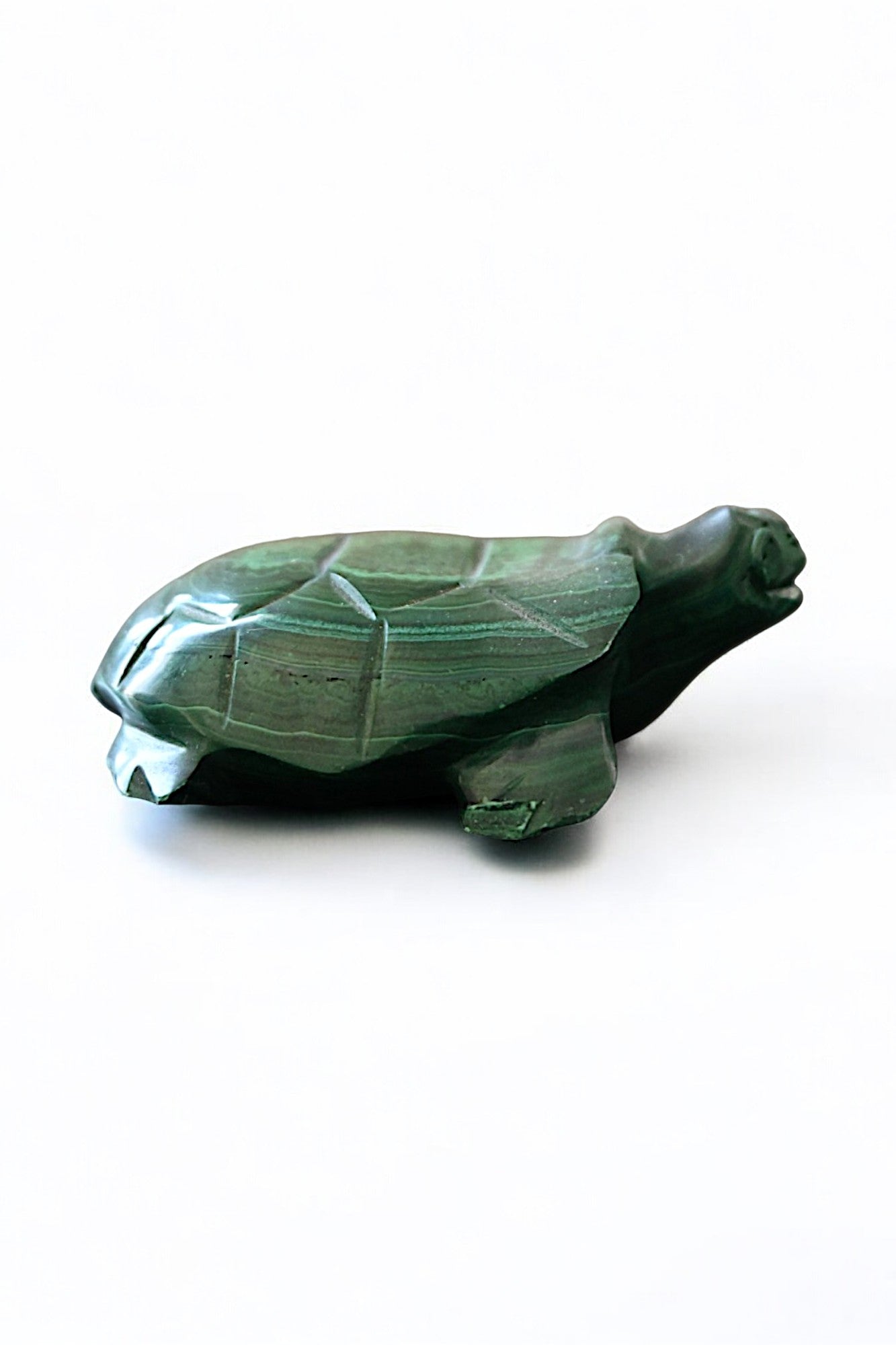 Malachite Turtle